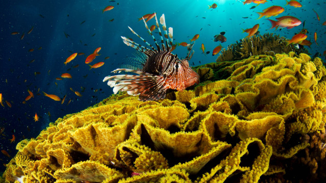 Lionfish coral reef ocean fish #5 free wallpaper for desktop - medium preview image