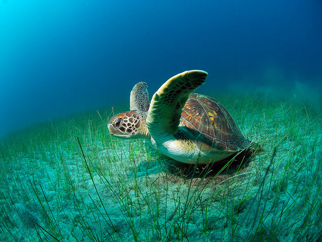 Turtle swimming ocean grass blue free wallpaper for desktop - medium preview image