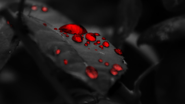 Leaf red drops black background free wallpaper for desktop - medium preview image