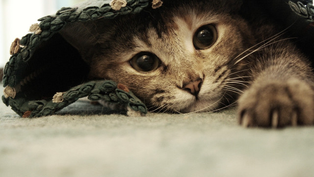 Cat hiding blanket floor paws #3 free wallpaper for desktop - medium preview image