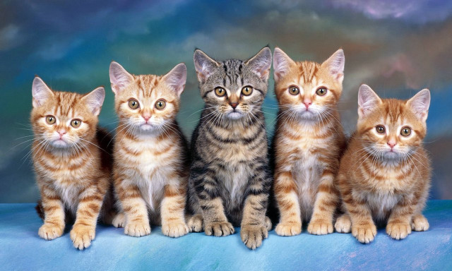 Kittens blue surface clouds background free wallpaper for desktop - medium preview image