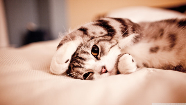 Cat laying on bed carlos free wallpaper for desktop - medium preview image