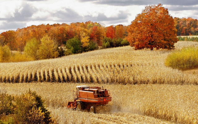 Tractor driving field corn autumn free wallpaper for desktop - medium preview image