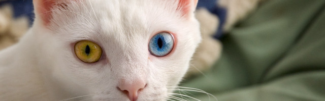 White cat blue eyes green free wallpaper for desktop - medium preview image
