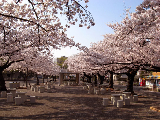 Park benches trees pink flowers free wallpaper for desktop - medium preview image