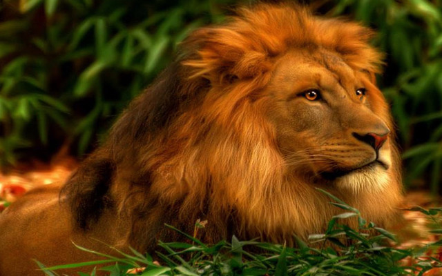 Lion grass bush leaves depth free wallpaper for desktop - medium preview image