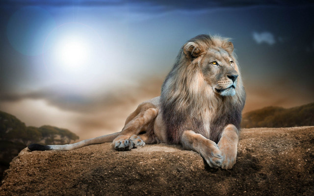 Lion sitting rock sky background free wallpaper for desktop - medium preview image