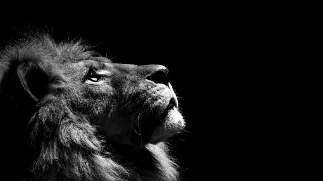 Lion looking up side black free wallpaper for desktop - medium preview image