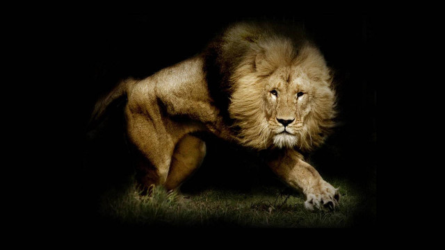 Lion walking dark grass paws free wallpaper for desktop - medium preview image