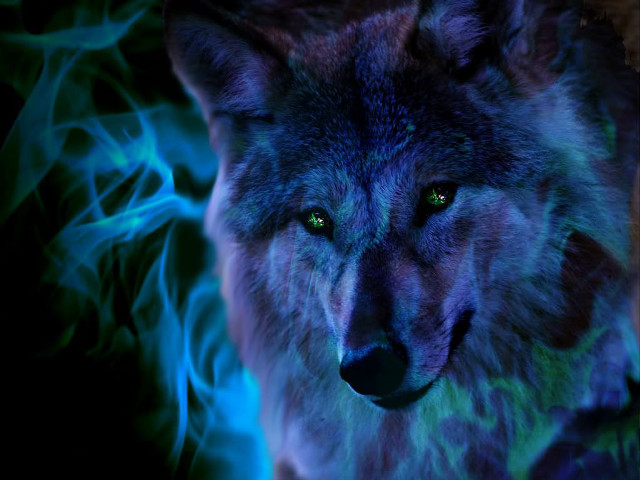 Wolf green eyes blue background free wallpaper for desktop - medium preview image