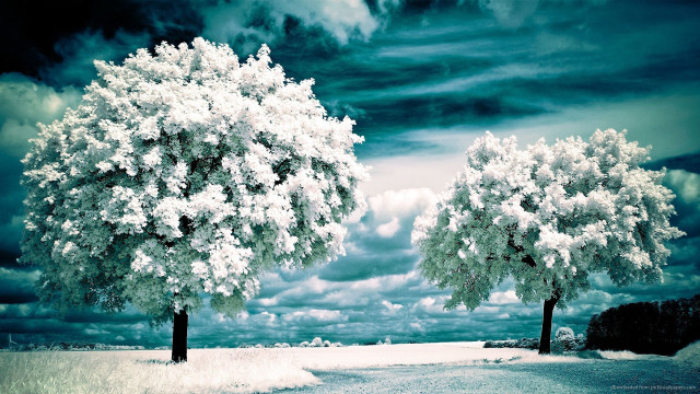Trees snow road clouds background free wallpaper for desktop - medium preview image