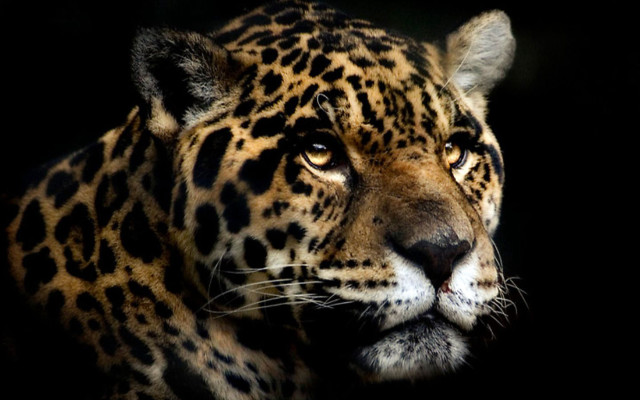 Leopard closeup black background face free wallpaper for desktop - medium preview image