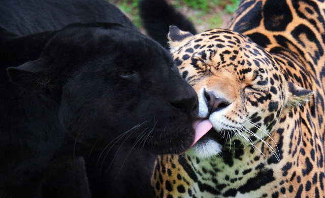 Black brown leopards grass licking free wallpaper for desktop - medium preview image