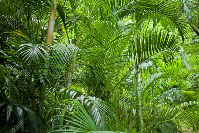Lush green forest trees plants free wallpaper for desktop - medium preview image