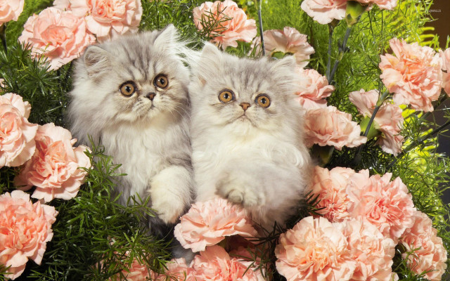 Cats bouquet flowers looking camera free wallpaper for desktop - medium preview image