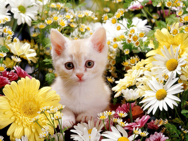 Kitten field flowers blue eye free wallpaper for desktop - medium preview image