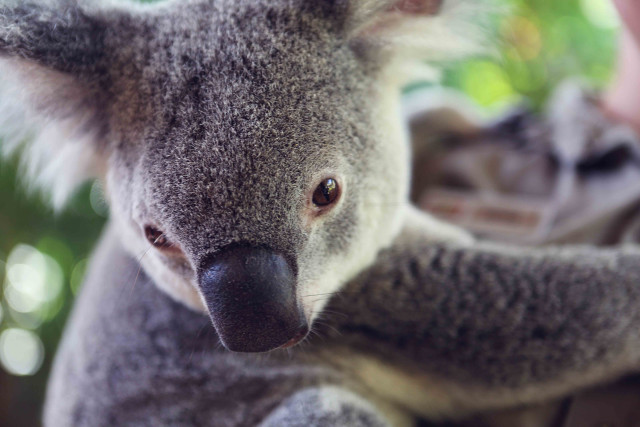 Koala sitting tree branch blurry free wallpaper for desktop - medium preview image
