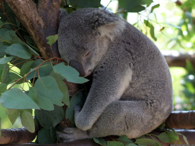 Koala sleeping tree head branch free wallpaper for desktop - medium preview image