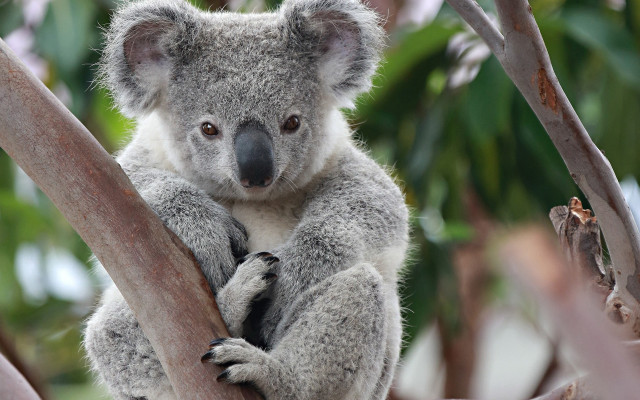 Koala crossing tree branch blurry free wallpaper for desktop - medium preview image