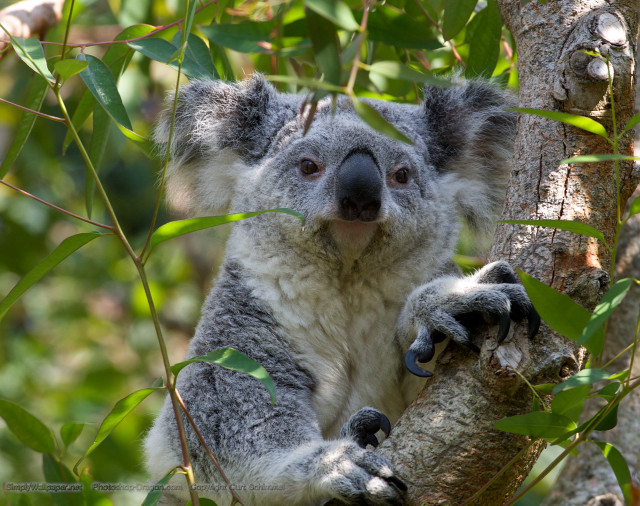 Koala bear sitting tree sad #2 free wallpaper for desktop - medium preview image