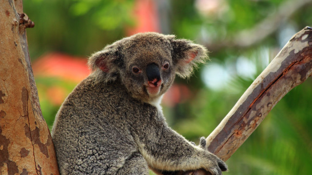 Koala bear sitting tree head #2 free wallpaper for desktop - medium preview image