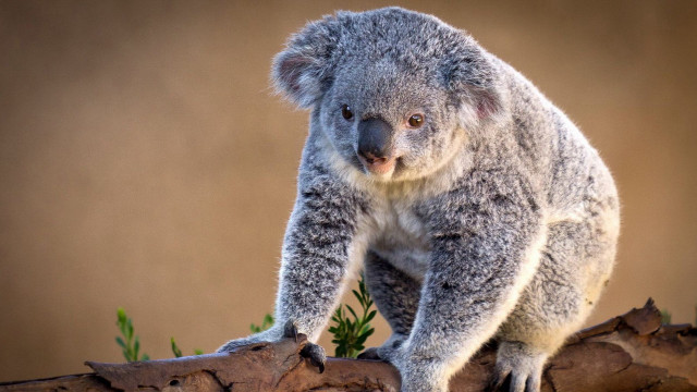 Koala sitting tree branch sad free wallpaper for desktop - medium preview image