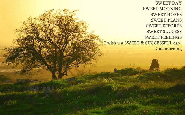 Tree hill sweet morning hopes free wallpaper for desktop - medium preview image