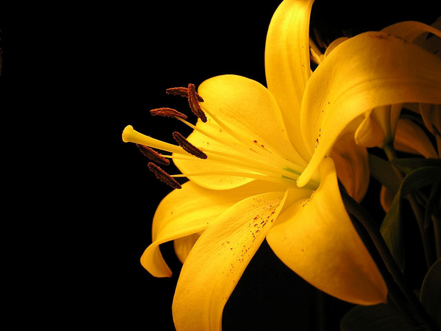 Yellow flower closeup macro black free wallpaper for desktop - medium preview image