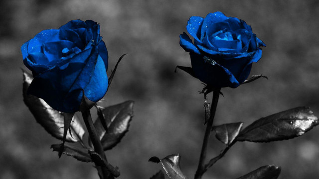 Blue roses water droplets black free wallpaper for desktop - medium preview image