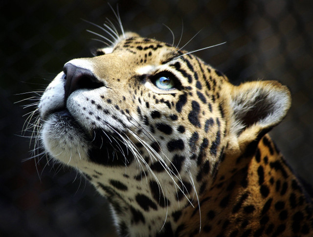 Leopard closeup looking up fence free wallpaper for desktop - medium preview image