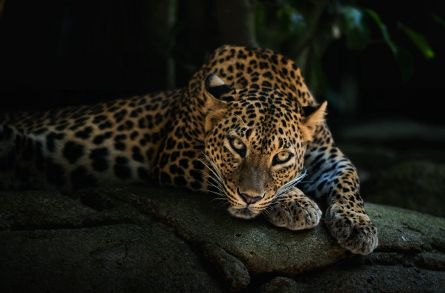 Leopard rock dark closed eyes #2 free wallpaper for desktop - medium preview image