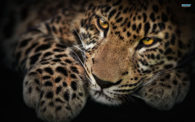 Leopard closeup yellow eye black free wallpaper for desktop - medium preview image