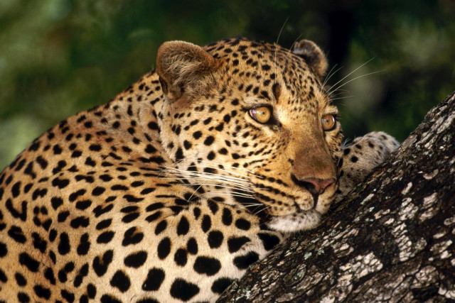 Leopard resting tree branch head free wallpaper for desktop - medium preview image