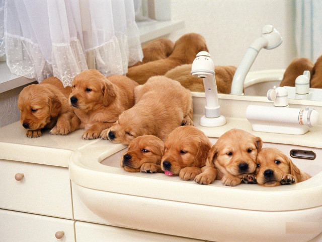 Puppies sink bathroom mirror group free wallpaper for desktop - medium preview image