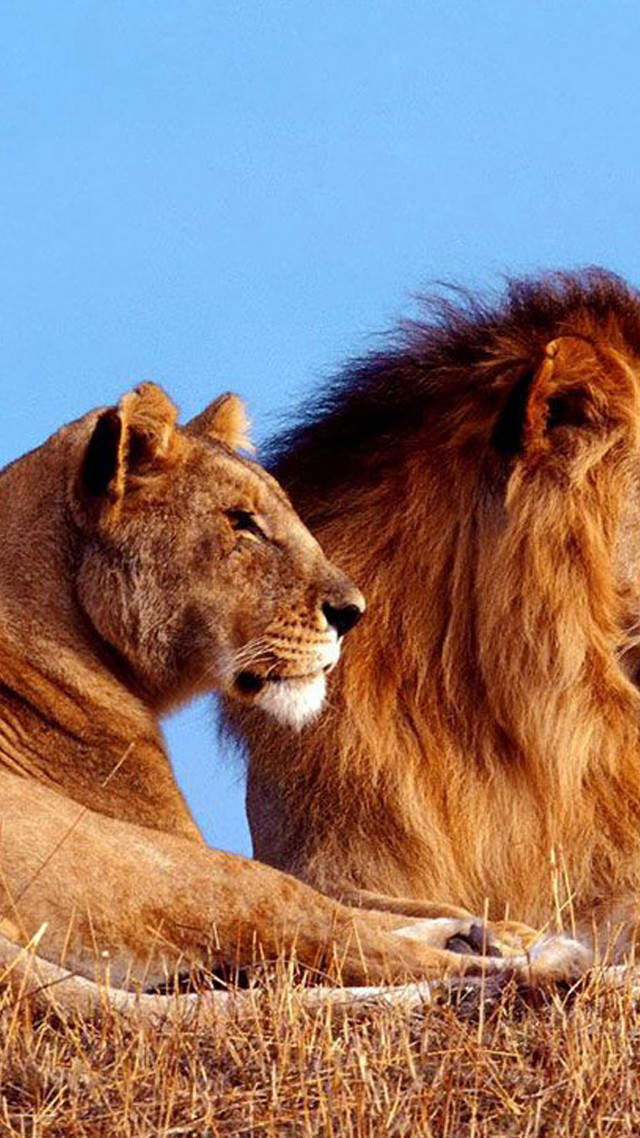 Two lions dry grass hill free wallpaper for mobile - medium preview image