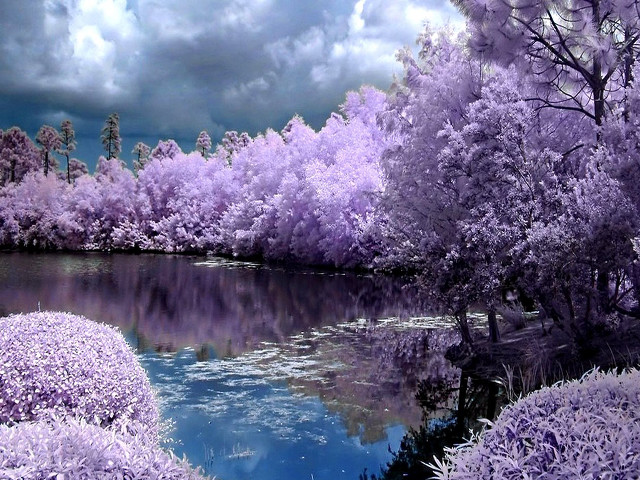 Lake purple trees bushes cloudy free wallpaper for desktop - medium preview image