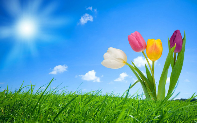 Three tulips grass blue sky #2 free wallpaper for desktop - medium preview image