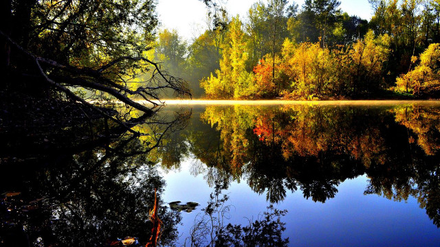 Lake trees forest leaves fog free wallpaper for desktop - medium preview image