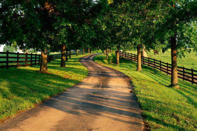 Dirt road fence trees grass free wallpaper for desktop - medium preview image