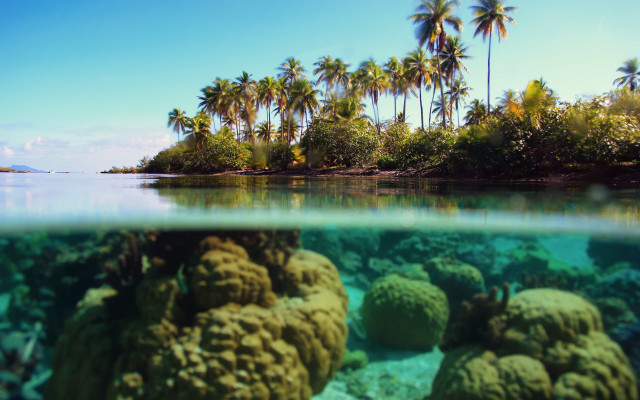 Coral reef palm trees tropical free wallpaper for desktop - medium preview image