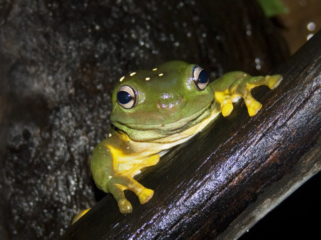 Frog yellow belly blue eyes free wallpaper for desktop - medium preview image