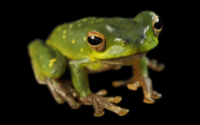 Green frog yellow spots face free wallpaper for desktop - medium preview image