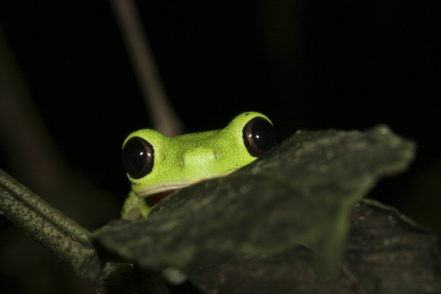 Green frog black eyes sitting #2 free wallpaper for desktop - medium preview image
