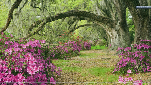 Forest path pink flowers mossy free wallpaper for desktop - medium preview image