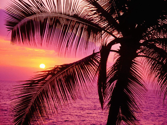 Palm tree silhouette sunset ocean #10 free wallpaper for desktop - medium preview image
