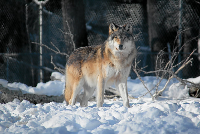 Wolf snow fenced outdoors nature free wallpaper for desktop - medium preview image