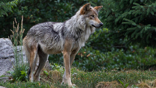 Wolf hill trees background grass free wallpaper for desktop - medium preview image