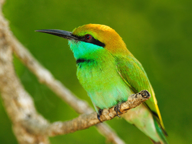 Green yellow bird branch tree free wallpaper for desktop - medium preview image