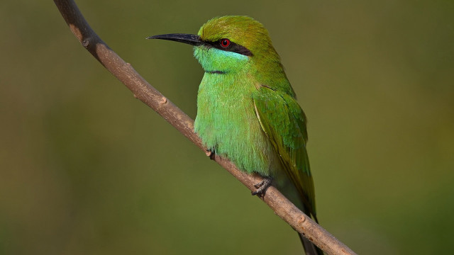 Green bird branch background black free wallpaper for desktop - medium preview image