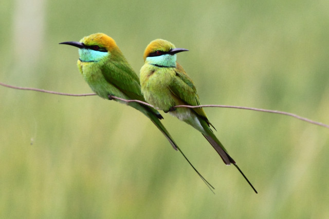 Small birds wire grass tall free wallpaper for desktop - medium preview image